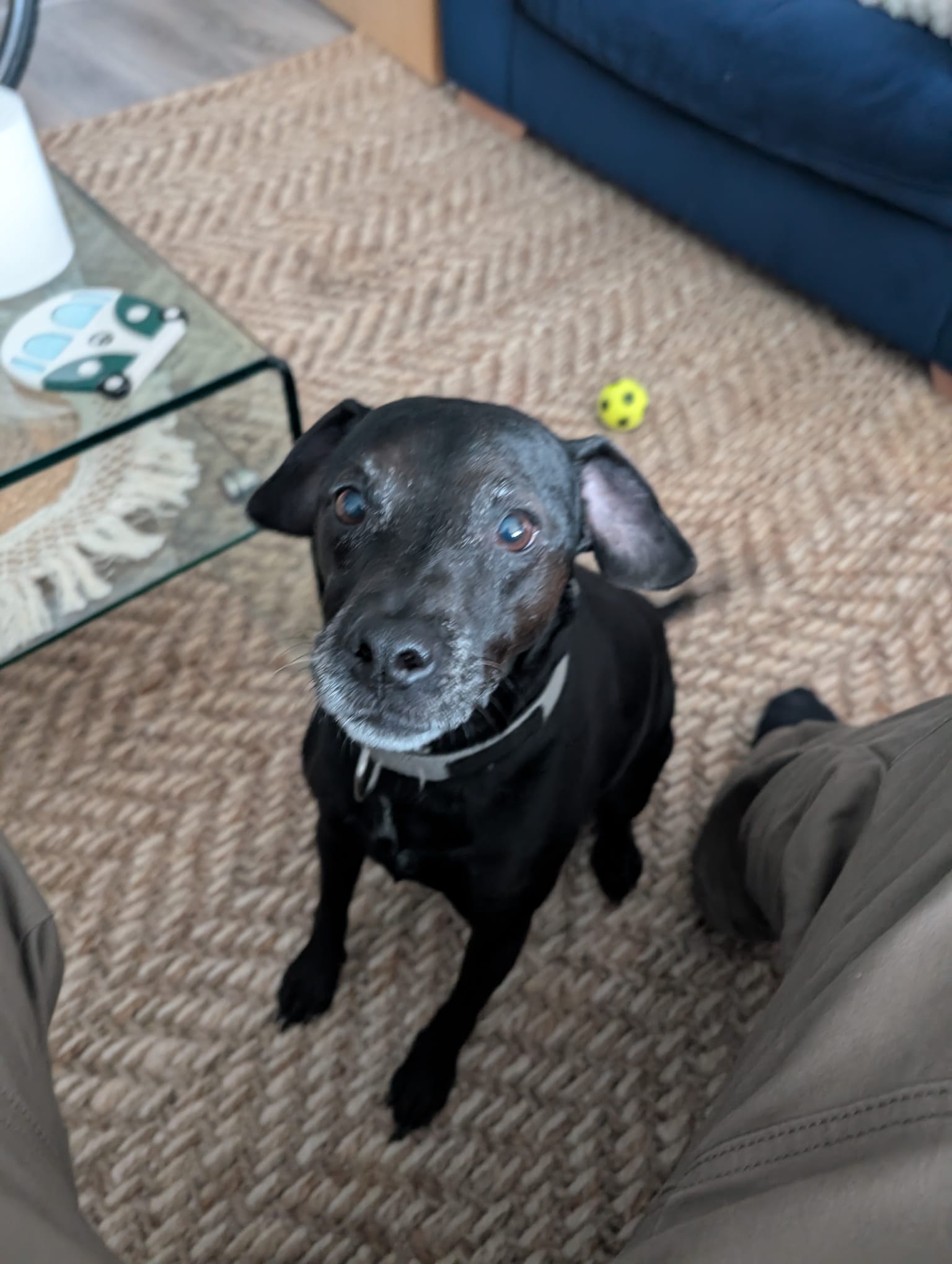 Meet Angus: Our Handsome Patterdale Terrier
