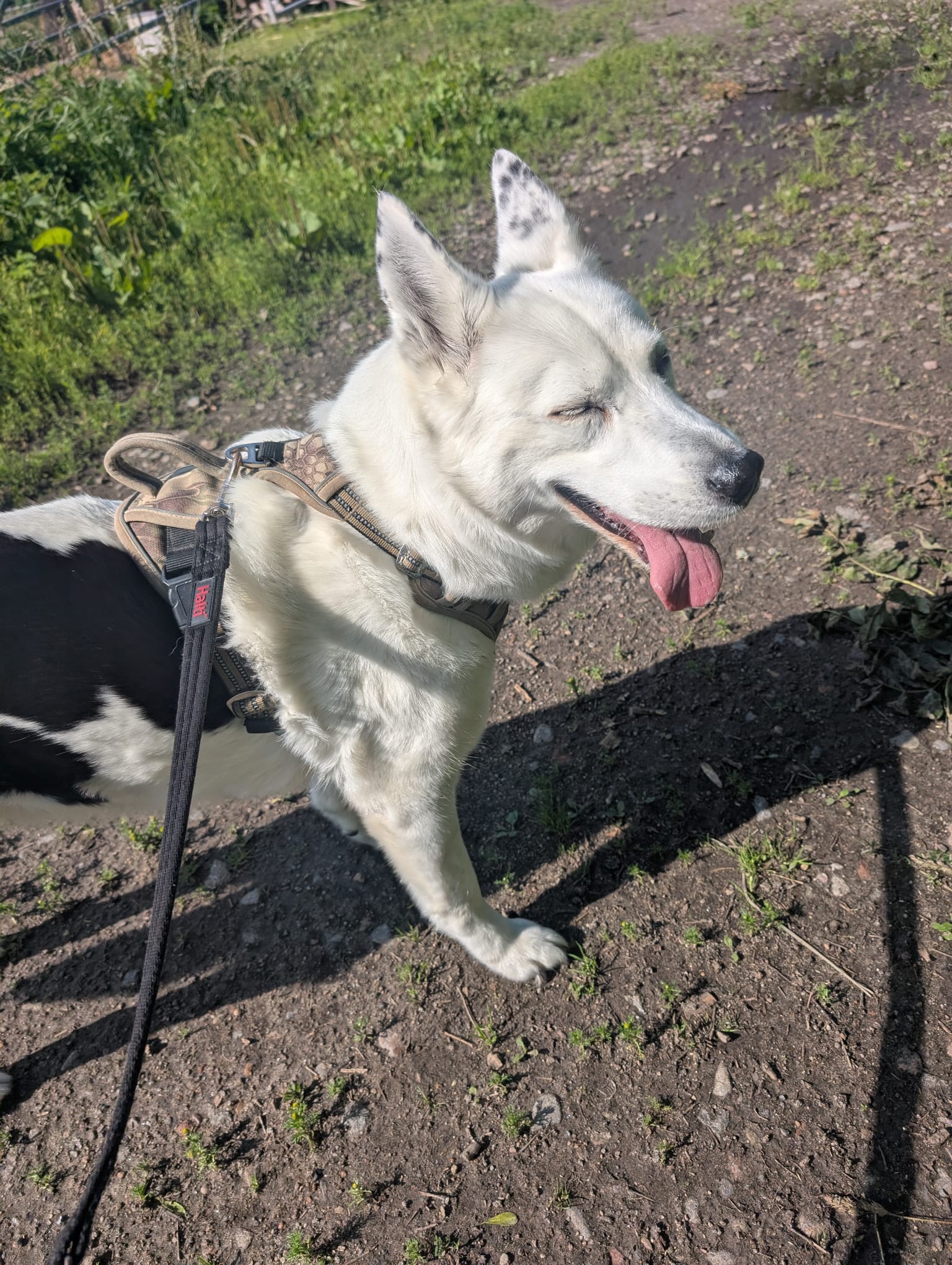 Meet Ruby: A Husky Cross Collie Full of Sunshine